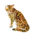 Watercolor close up portrait of popular Bengal cat breed isolated on white background. Short-hair leopard with dotted coat. Hand