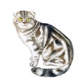 Watercolor close up portrait of popular Scottish fold shorthair cat breed isolated on white background. Loop-eared marble Royalty Free Stock Photo