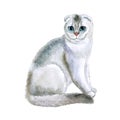 Watercolor close up portrait of popular Scottish fold shorthair cat breed isolated on white background. Loop-eared rare silver