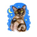 Watercolor close up portrait of popular shorthair Burmese cat breed isolated on moon an stars background. Rare chocolate