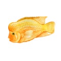 Watercolor closeup Cichlasoma citrinellum or Amphilophus citrinellus fish isolated on white background. Hand drawn colorful