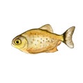 Watercolor closeup Piranha or Pirana fish isolated on white background. Hand drawn dangerous cold-blooded freshwater predator. Royalty Free Stock Photo