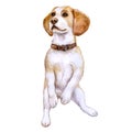 Watercolor closeup portrait of Beagle dog of rare mono coloration begging for food. Isolated on white background. Shorthair small-