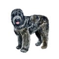 Watercolor closeup portrait of Black Russian Terrier breed dog isolated on white background. Russian large longhair working Royalty Free Stock Photo