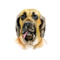 Watercolor closeup portrait of Brazilian Mastiff breed dog isolated on white background. Shorthair large brown guardian dog
