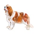 Watercolor closeup portrait of Cavalier king charles spaniel breed dog isolated on white background. Toy dog from United Kingdom.