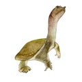 Watercolor closeup portrait of Chinese softshell turtle or Pelodiscus sinensis isolated on white background. Hand drawn aquarium
