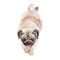 Watrcolor portrait of pug dog