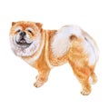 Watrcolor portrait of Chow chow dog Royalty Free Stock Photo