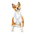 Watercolor closeup portrait of cute Basenji breed dog isolated on white background. Shorthair African Barkless Dog hound type