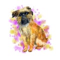 Watercolor closeup portrait of cute Brussels Griffon breed dog isolated on abstract background. Shorthair small brown dog posing