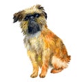 Watercolor closeup portrait of cute Brussels Griffon breed dog isolated on white background. Shorthair small brown dog posing at Royalty Free Stock Photo