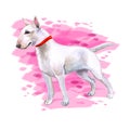 Watercolor closeup portrait of cute English Bull Terrier breed dog isolated on abstract pink background. English shorthair terrier