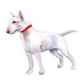 Watercolor closeup portrait of cute English Bull Terrier dog puppy isolated on white background. English shorthair terrier family