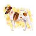Watercolor closeup portrait of cute Fox Terrier Smooth breed dog isolated on abstract background. Shorthair small hunting dog