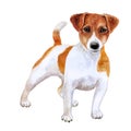 Watercolor closeup portrait of cute Jack russel terrier breed puppy isolated on white background. Shorthair small-sized small