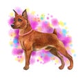 Watercolor closeup portrait of cute Miniature Pinscher breed dog isolated on abstract background. Shorthair small pinscher with