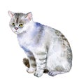 Watercolor closeup portrait of cute scottish straight breed shorthair cat isolated on white background. Cat on cat show. Hand