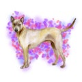 Watercolor closeup portrait of cute Thai Ridgeback breed dog isolated on abstract background. Smooth shorthair large hunting dog