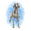 Watercolor closeup portrait of cute Weimaraner breed dog isolated on blue background. Shorthair smooth large hunting dog posing at