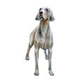 Watercolor closeup portrait of cute Weimaraner breed dog isolated on white background. Shorthair smooth large hunting dog posing