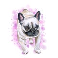 Watercolor closeup portrait of French bulldog dog isolated on pink background. Shorthair Frenchie dog. Black masked. Hand drawn Royalty Free Stock Photo