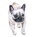 Watercolor closeup portrait of French bulldog dog isolated on white background. Shorthair Frenchie dog. Black masked. Hand drawn Royalty Free Stock Photo