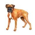 Watercolor closeup portrait of German boxer, deutscher boxer breed dog isolated on white background. Medium-sized, short-haired Royalty Free Stock Photo