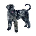 Watercolor closeup portrait of Giant Schnauzer breed dog isolated on white background. German large longhair working guardian dog