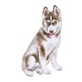 Watrcolor portrait of Husky dog puppy