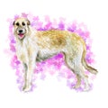 Watercolor closeup portrait of Irish Wolfhound breed dog isolated on abstract pink background. Large sighthound hunting dog posing Royalty Free Stock Photo