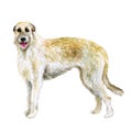 Watercolor closeup portrait of Irish Wolfhound breed dog isolated on white background. Large sighthound hunting dog posing at dog