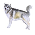 Watercolor closeup portrait of large Alaskan Malamute breed dog isolated on white background. Large longhair working sled dog. Royalty Free Stock Photo