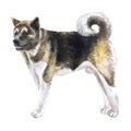 Watercolor closeup portrait of large American Akita breed dog isolated on white background. Large longhair working dog in Japanese