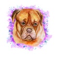 Watercolor closeup portrait of large Bordeaux Mastiff, French Mastiff, Bordeauxdog breed dog isolated on abstract background. Royalty Free Stock Photo