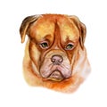 Watercolor closeup portrait of large Bordeaux Mastiff, French Mastiff, Bordeauxdog breed dog isolated on white background. Large Royalty Free Stock Photo