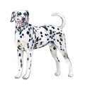 Watercolor closeup portrait of large Dalmatian breed dog isolated on white background. Large shorthair carriage spotted dog from Royalty Free Stock Photo