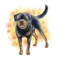 Watercolor closeup portrait of large Rottweiler breed dog isolated on abstract background. Large shorthair German working guardian