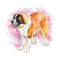 Watercolor Closeup Portrait Of Large Swiss Saint St Bernard Breed Dog Isolated On Abstract Background. Large Longhair Swiss Alps