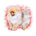 Watrcolor portrait of Pomeranian spitz dog