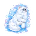 Watercolor closeup portrait of popular scottish straight longhair kitten breed isolated on blue background. Playing white fluffy