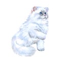 Watercolor closeup portrait of popular scottish straight longhair kitten breed isolated on white background. Playing white fluffy