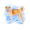 Watrcolor portrait of Akita inu dog