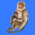 Watercolor closeup portrait of Rhesus macaque or Macaca mulatta with baby isolated on white background. Hand drawn cute