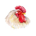 Watercolor closeup portrait of rooster isolated on white background. Hand drawn chinese zodiac symbol of New Year 2017. Cute Royalty Free Stock Photo