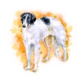 Watercolor closeup portrait of Russian wolfhound breed dog isolated on abstract background. Longhair large greyhound dog posing at Royalty Free Stock Photo