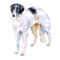 Watercolor closeup portrait of Russian wolfhound breed dog isolated on white background. Longhair large greyhound dog posing at