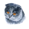 Watercolor closeup portrait of scottish fold cute cat on white background.