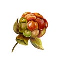 Watercolor Cloudberry isolated