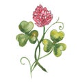 Watercolor clover. Symbol of Ireland.